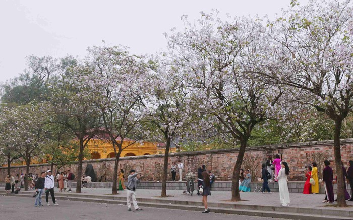 Hà Nội tháng 3: Bữa tiệc sắc hoa rực rỡ của phố phường