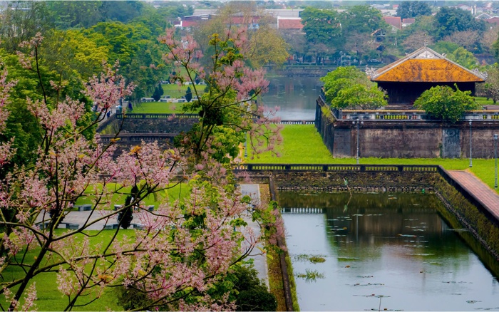 Hoa Ngô Đồng Tô Điểm Vẻ Đẹp Cổ Kính Của Hoàng Cung Huế