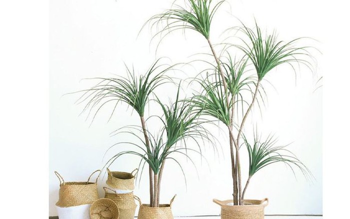 Khám phá các loại cây cọ cảnh mang lại may mắn và thịnh vượng cho gia đình