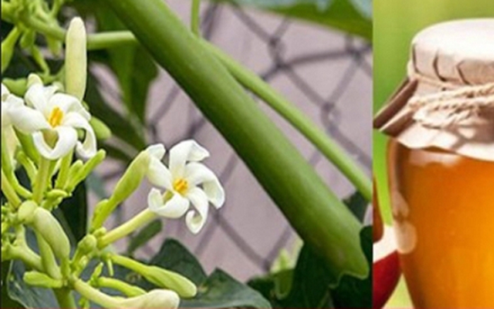 Bí Quyết Làm Hoa Đu Đủ Đực Ngâm Mật Ong: Thần Dược Cho Sức Khỏe Gia Đình