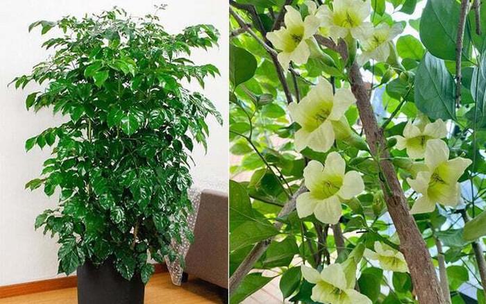 Cây Hạnh Phúc: Khi Hoa Nở, Tài Lộc Và May Mắn Đổ Về Nhà Bạn