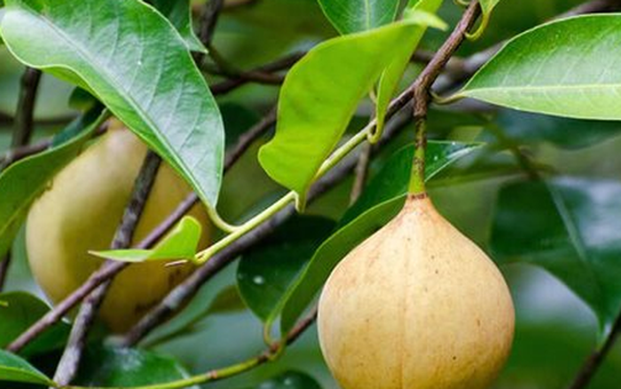 Việt Nam sở hữu quả bạch đậu khấu đắt đỏ thứ 3 thế giới, Mỹ và Hà Lan săn lùng